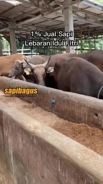 Jual-Sapi-Lebaran-Idul-Fitri